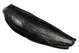 Fossil Sperm Whale (Scaldicetus) Tooth - South Carolina #185987-1